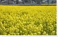 菜の花畑